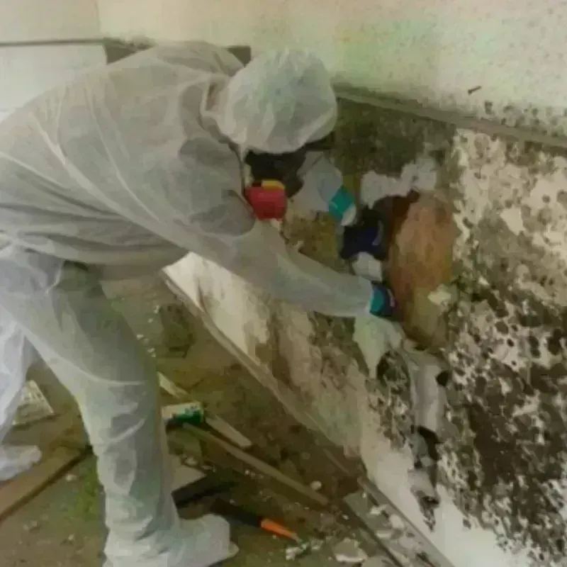 Mold Remediation and Removal in Clearwater, KS